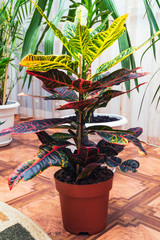 Home plant Croton in a pot. Codiaeum variegatum. Plant with striped leaves © pro2audio