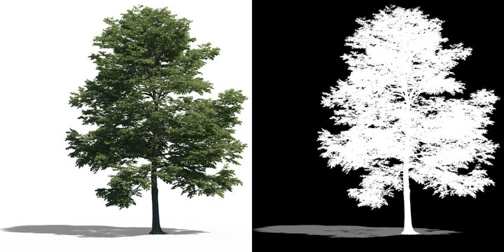 Isolate Tree With Alpha Channel