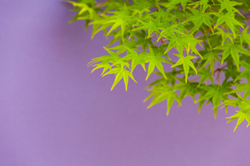 緑鮮やかなもみじの葉