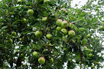Organic green apples hanging from a tree branch in an apple orchard