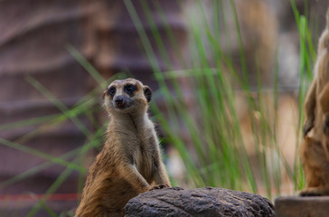 Meerkat Small beautiful and lovely mammal	