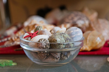 Seashells. Many different seashells piled together. Macro of beautiful seashells texture and background.