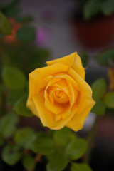 rose e fiori con bouquet