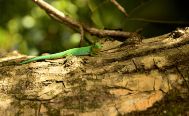Naklejka na ściany i meble Grüner Seychellen Gecko