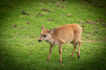 Fototapeta premium animali selvatici 