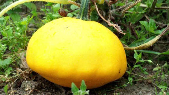 Pattypan squash bud on plant. Growing vegetables in the garden. (Cucurbita pepo)