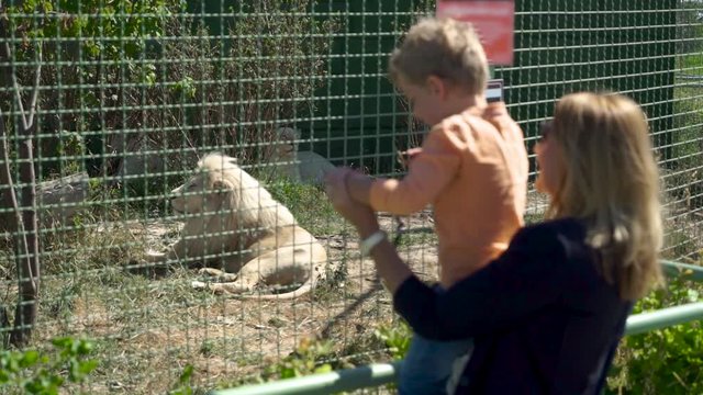 Mother and son is looking at lion at the zoo