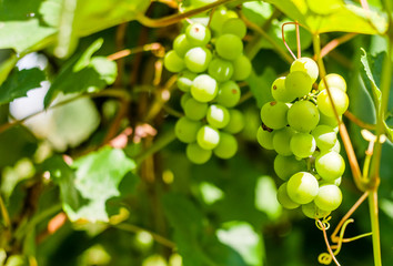 white unripe grapes