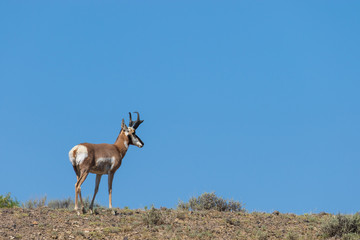 Pronghorn Antelope Buck