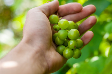 A human hand holds a bunch of white grapes closeup.