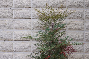Isolated berry tree in front of a white brick wall (Kunming, Yunnan, China)