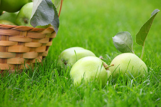 Green Apple Basket Garden 