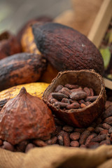 cocoa beans and cocoa pod pouring out into a burlap sack