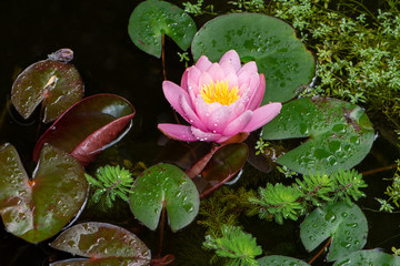 Water lilly and other aquatic plants in a pond
