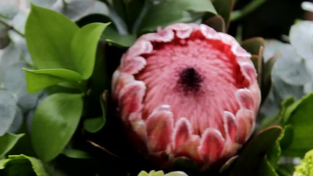 Protea rosa