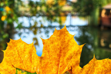 Autumn colorful concept: bright yellow leaves background.  Autumn copy space