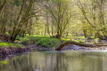 idyllic river at spring time