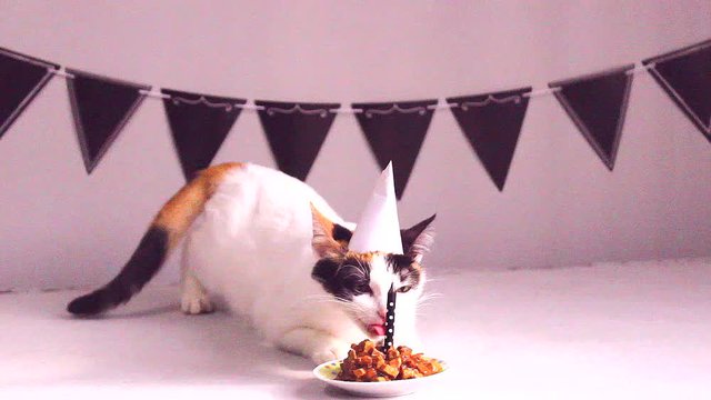 anivers&aacute;rio de gato