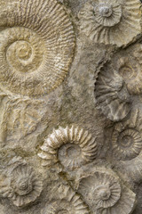 ammonite fossils closeup