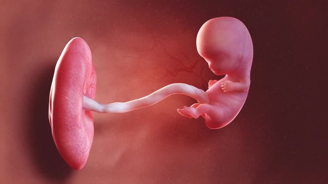 medically accurate 3d illustration of a human fetus week 9