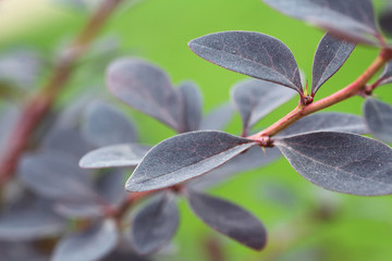 green background with berries and leaves of  Berberis