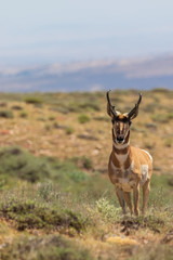 Pronghorn Antelope Buck
