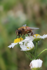 macro
