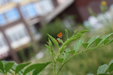 macro photography of flowers and insects