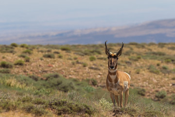 Pronghorn Antelope Buck