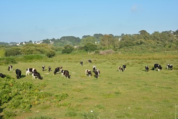 Fototapeta na wymiar Troupeau de vaches