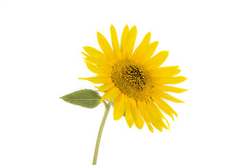 Sunflower with leaves on the white background