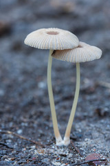 Nice small mushrooms in the forest at autumn
