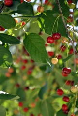 cherries on a tree