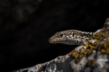 cute lizard taking sun on rock stone