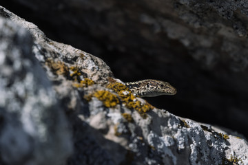 cute lizard taking sun on rock stone