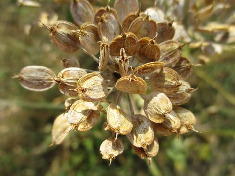Panais sauvage (pastinaca sativa) en graine, gros plan ensoleill&eacute;