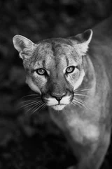 Raamstickers Portret van mooie Puma. Cougar, bergleeuw, poema, panter, opvallende pose, scène in het bos, wilde dieren in Amerika © Baranov