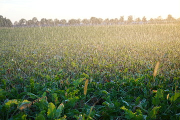 Long lasting drought in Germany due to lack of rain in agriculture requires artificial irrigation
