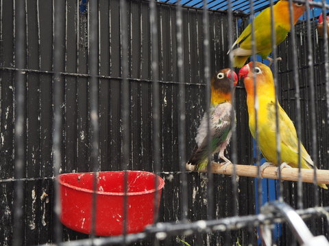red and green parrot with feathers missing looking sad sitting in a dirty cage.