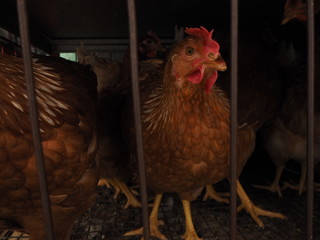 rooster and hen close up in a metal cage
