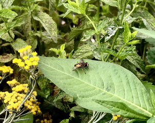 Fly on the green leaf
