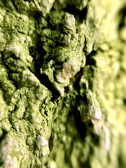 Mossy tree abstract background
