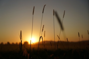Long lasting drought in Germany due to lack of rain in agriculture requires artificial irrigation
