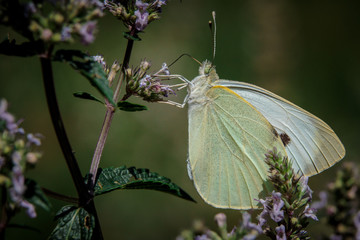 Beautiful butterfly on a blossom flower.