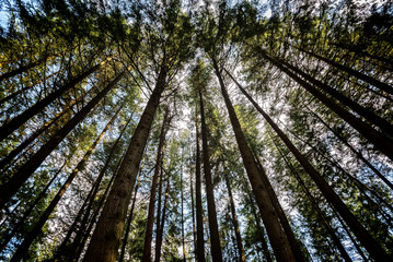 Fototapeta premium Abstract view of lookin up at trees at the end of a summers day