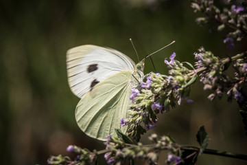 Beautiful butterfly on a blossom flower.