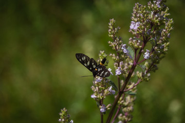 Beautiful butterfly on a blossom flower.