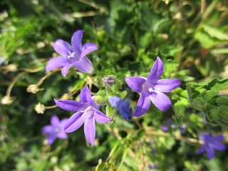 Gros plan de campanules des murailles (Campanula muralis -Campanula portenschlagiana) au soleil.