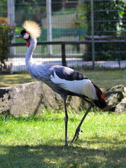 majestic bird crown crane with headdress