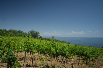 Fototapeta na wymiar young vineyard on the slopes of the sea